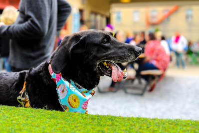 black-dog-with-tongue-hanging-out-of-mouth