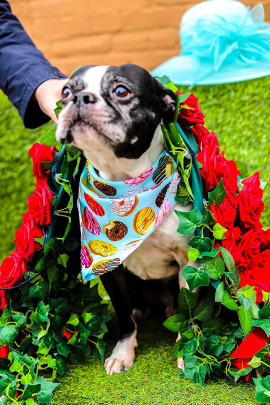 Picture5 pug-wearing-a-bandana-around-his-neck
